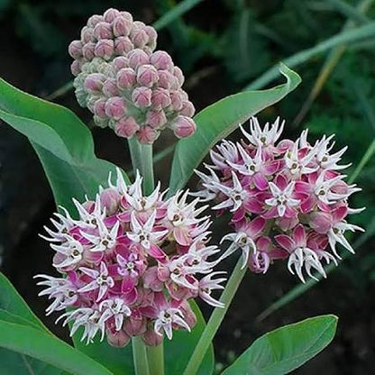 Showy Milkweed Growing in a Native Pollinator Garden