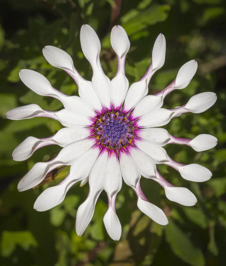 Shrubby Daisybush flower seeds