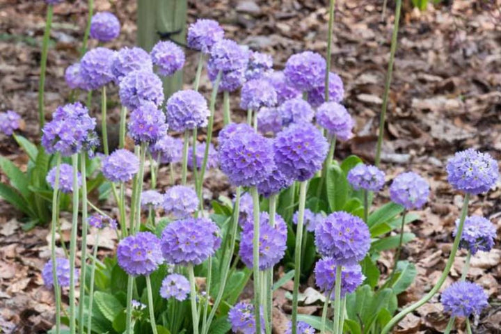 Candelabra Primrose flower seeds