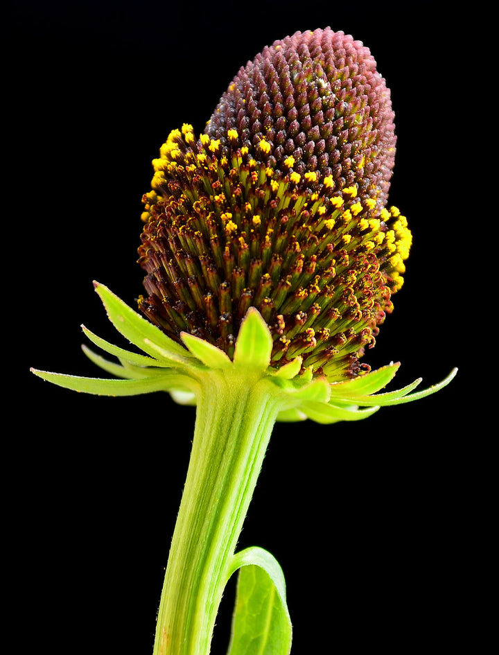 Western Coneflower Flower Seeds for Planting – Heirloom Non-GMO Garden Seeds