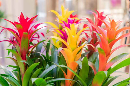 Mixed Bromeliad Flower Seeds for Planting – Heirloom Non-GMO Garden Seeds