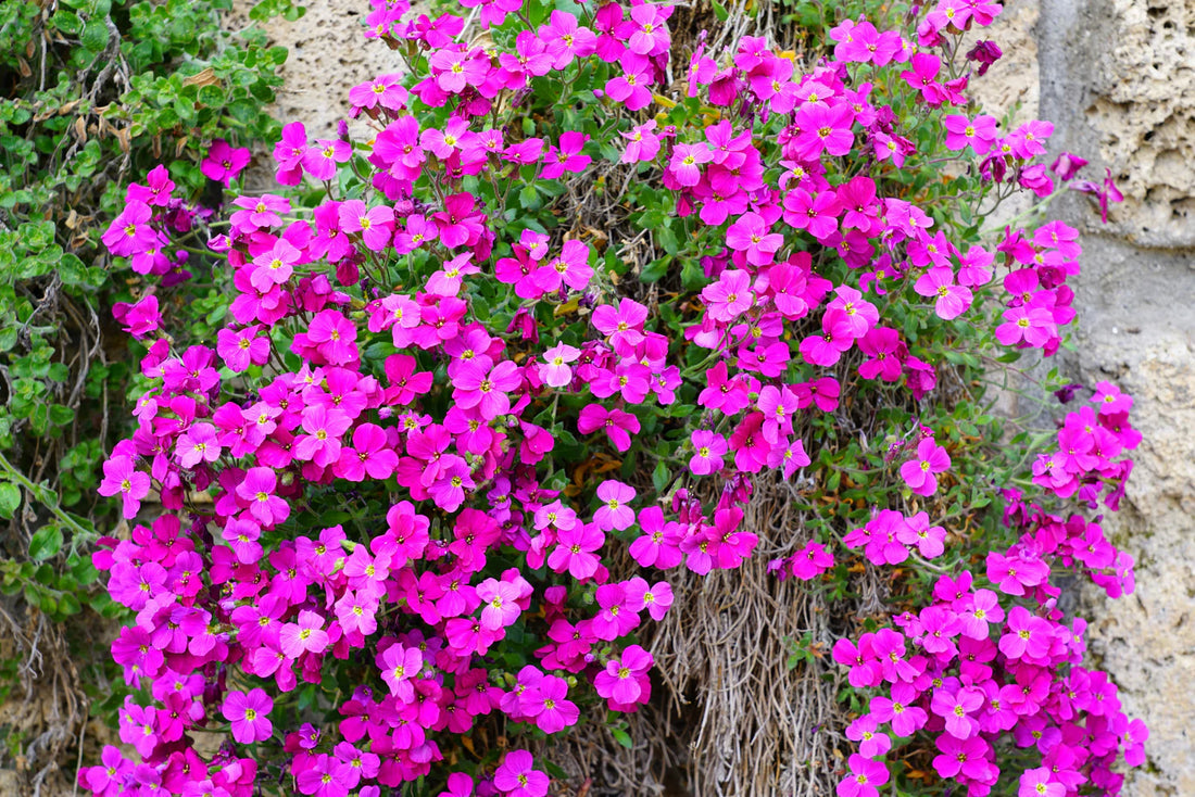 Light Pink flower seeds