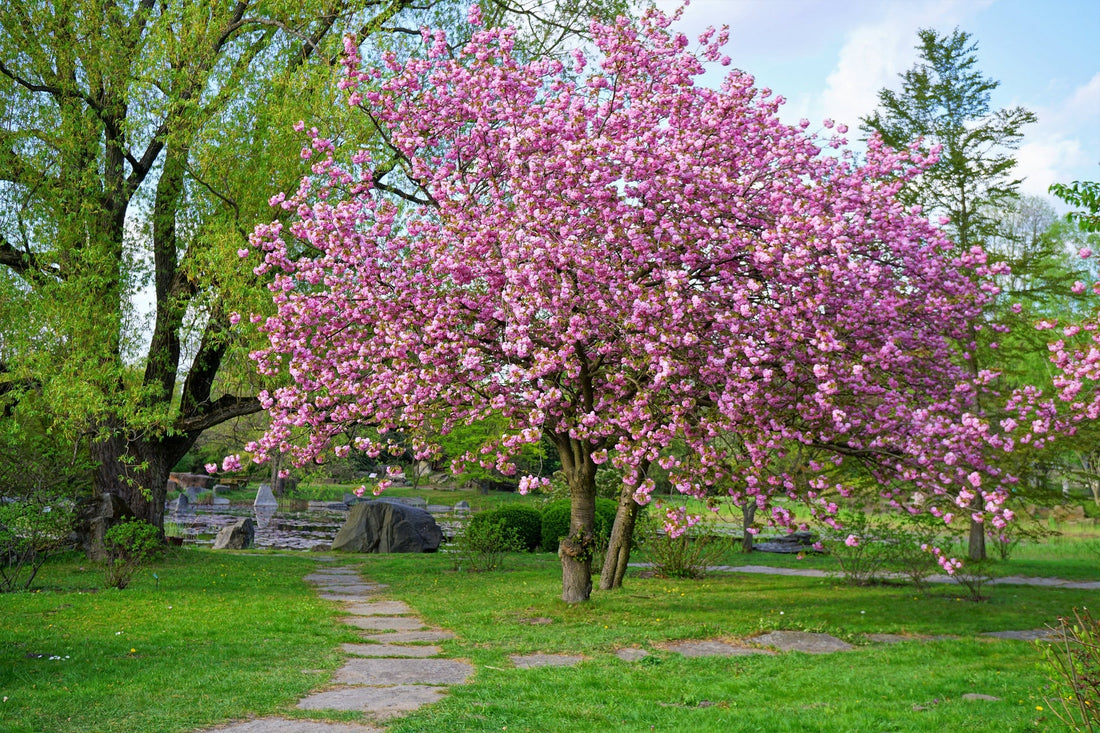 Japanese Cherry flower seeds