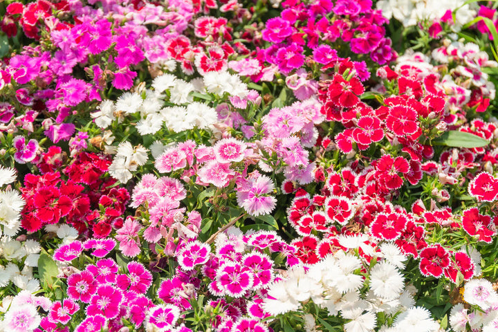 Dianthus Wee flower seeds