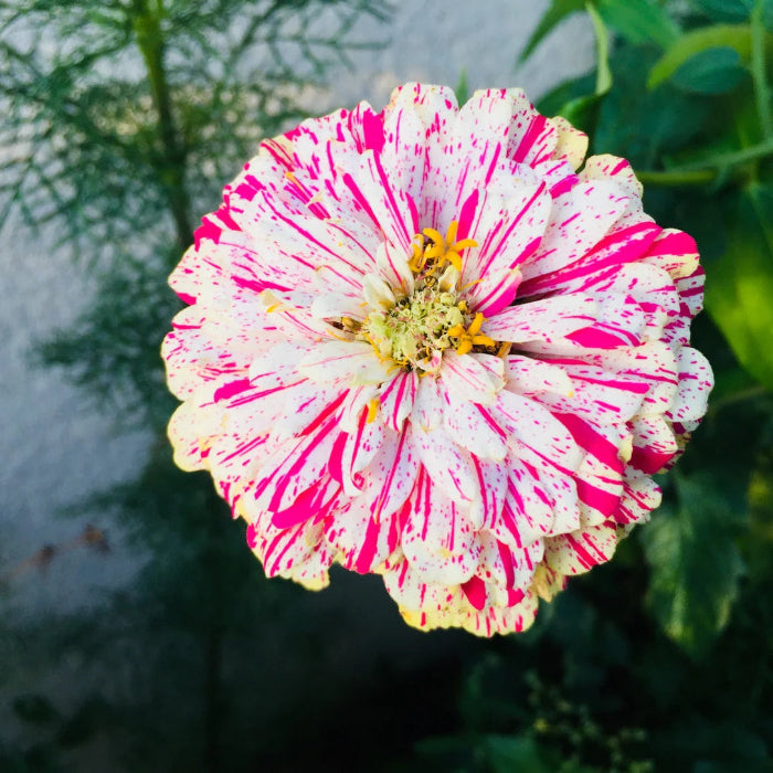 Peppermint Stick Zinnia plant