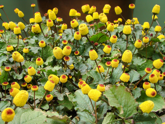 Toothache Plant Herb Seeds for Planting – Heirloom Non-GMO Garden Seeds