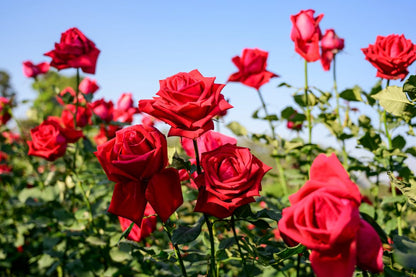 Rose flower seeds
