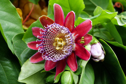 Giant Granadilla Passiflora quadrangularis Flower Seeds for Planting – Heirloom Non-GMO Garden Seeds