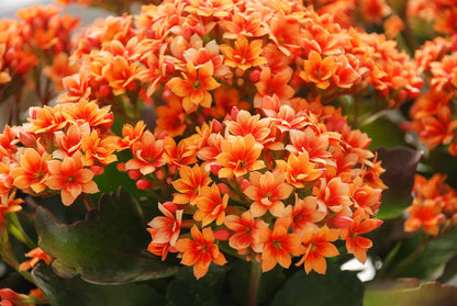 Orange Kalanchoe Flower Seeds for Planting – Heirloom Succulent Garden Seeds
