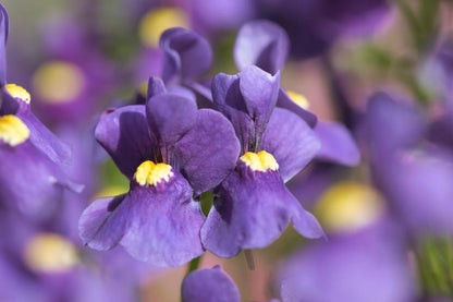 Purple Nemesia Strumosa Flower Seeds for Planting – Heirloom Non-GMO Garden Seeds