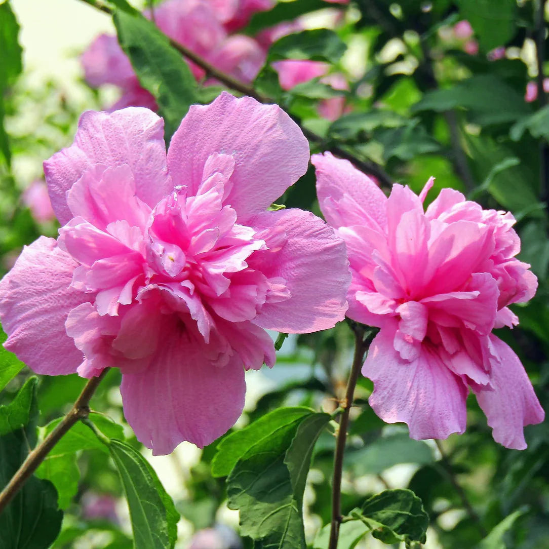 Sharon flower seeds