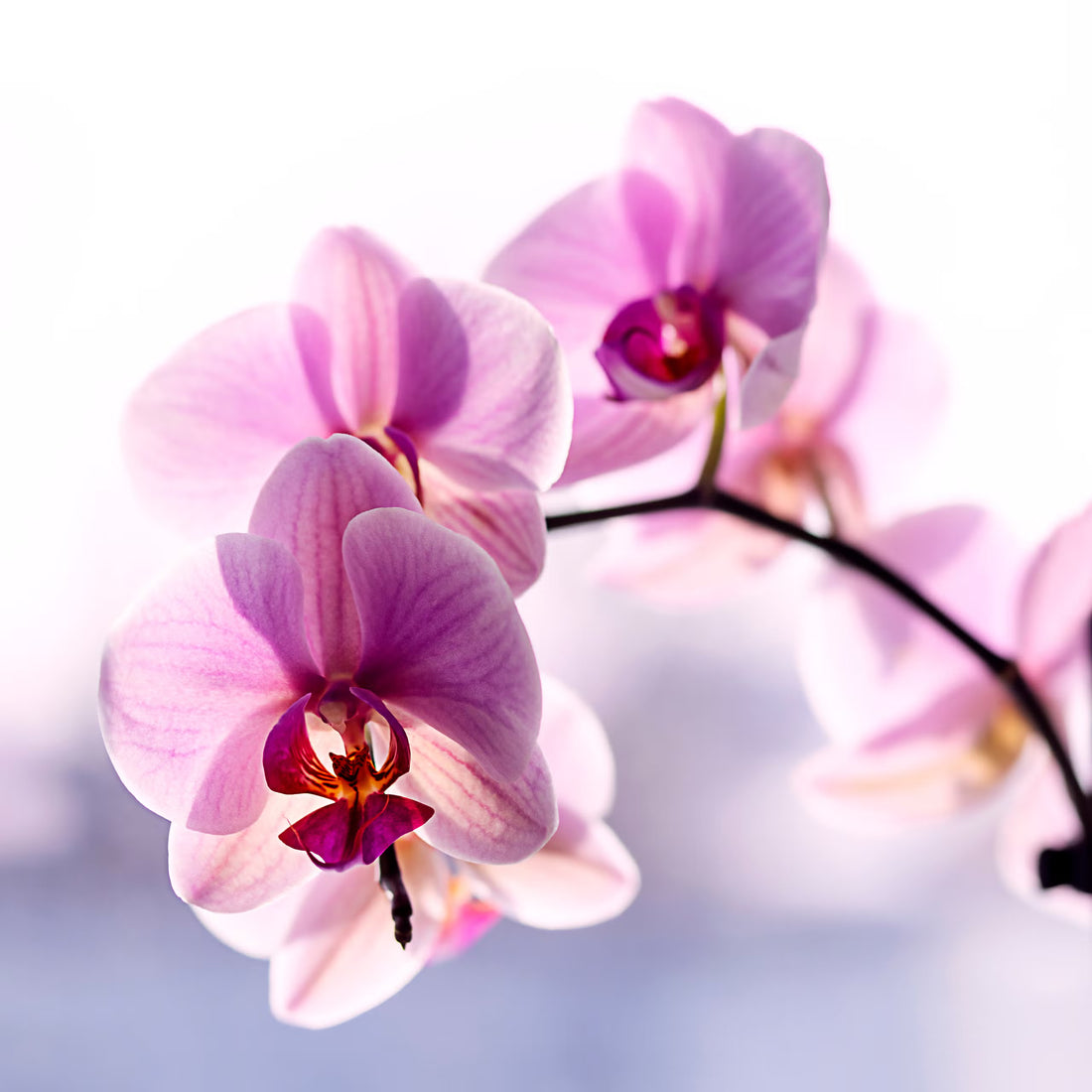 Monkey Face flower seeds