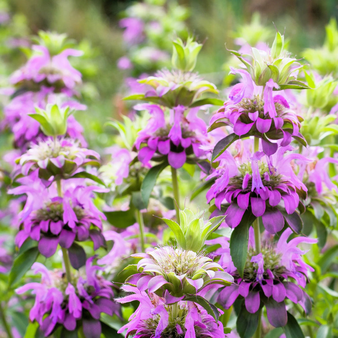 Violet Citriodora flower seeds