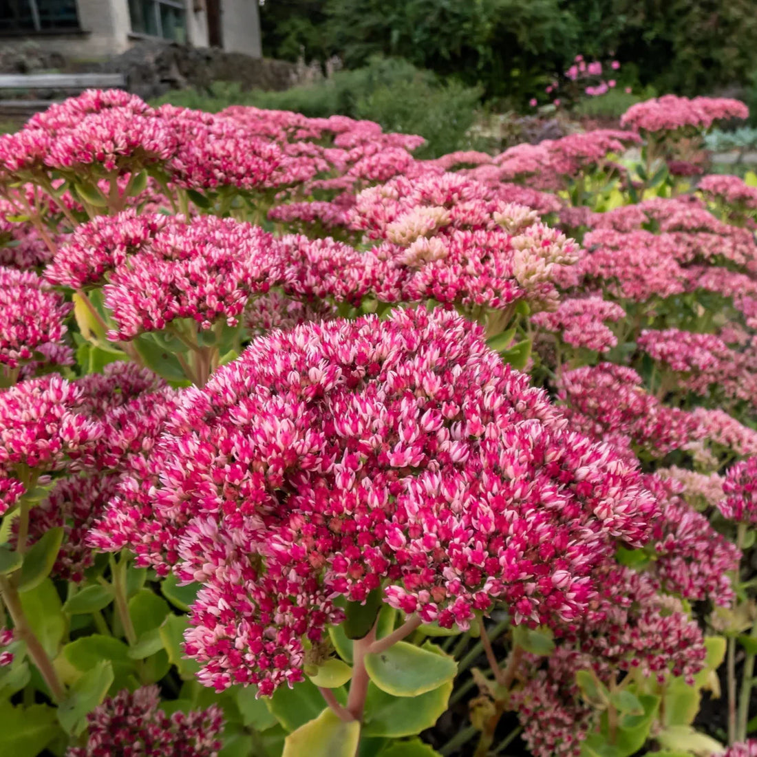 Sedum Emperors flower seeds