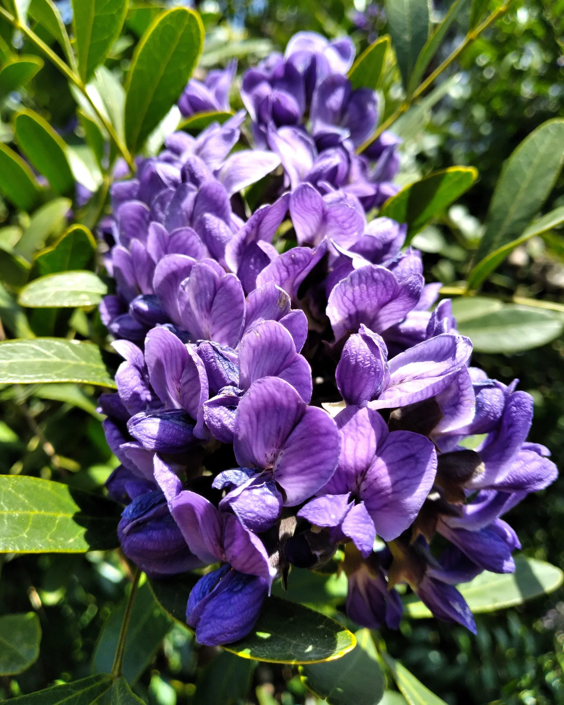 Purple Mescal flower seeds