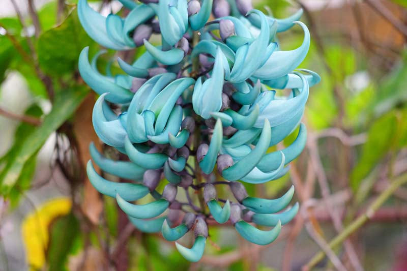 Strongylodon flower seeds