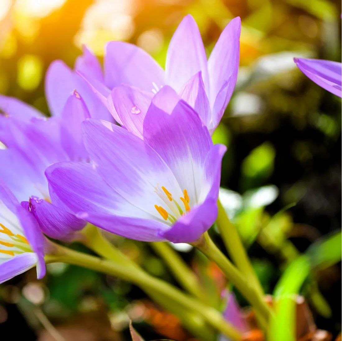 Autumn Crocus flower seeds