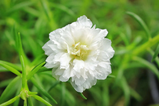 White Green flower seeds