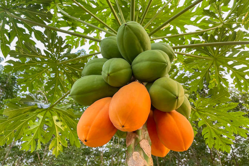 Papaya Fruit Seeds for Planting – Heirloom Non-GMO Garden Seeds