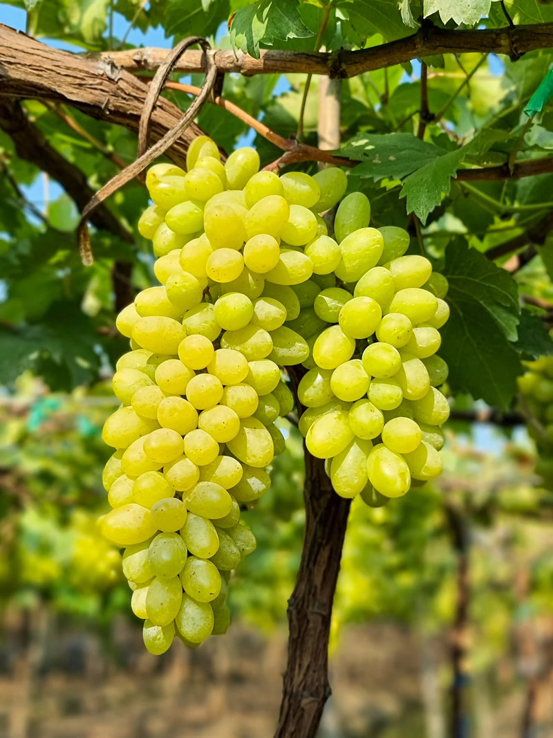 Green Table Grape Fruit Seeds for Planting – Heirloom Non-GMO Garden Seeds