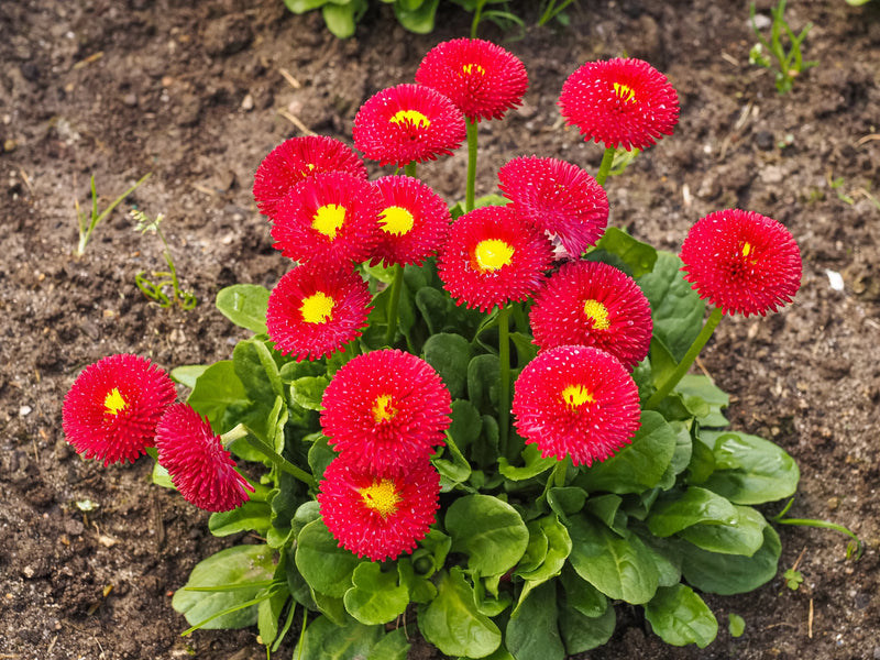 Red and Yellow Bellis Flower Seeds for Planting – Heirloom Non-GMO Garden Seeds