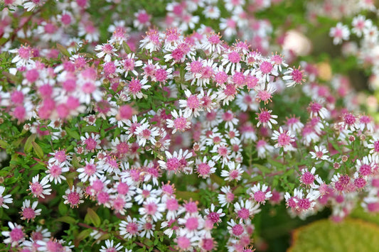 Aster Lateriflorus flower seeds