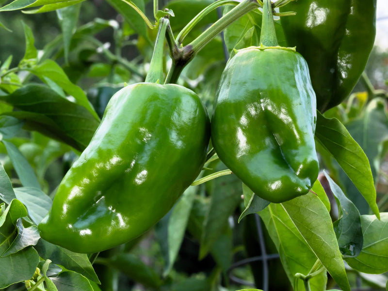 Poblano Pepper Seeds for Planting – Heirloom Non-GMO Garden Seeds