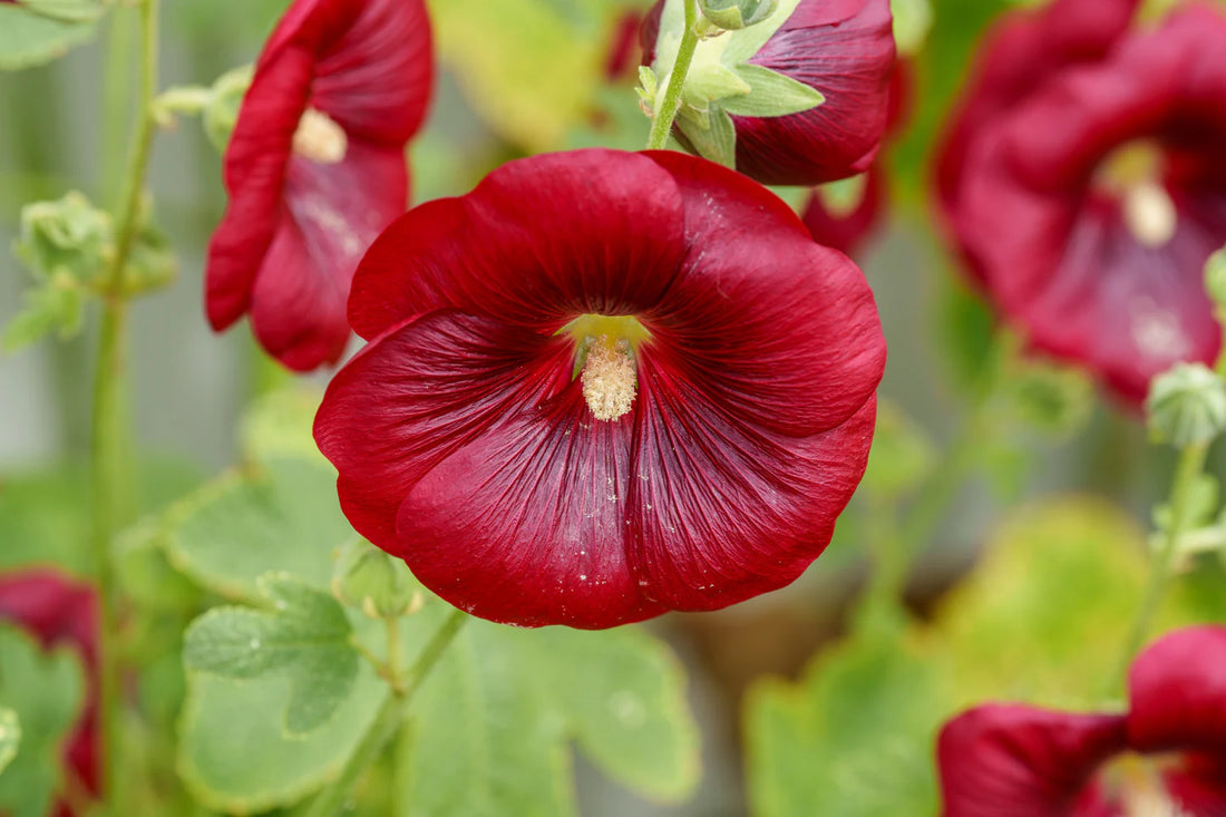 Dark Red flower seeds