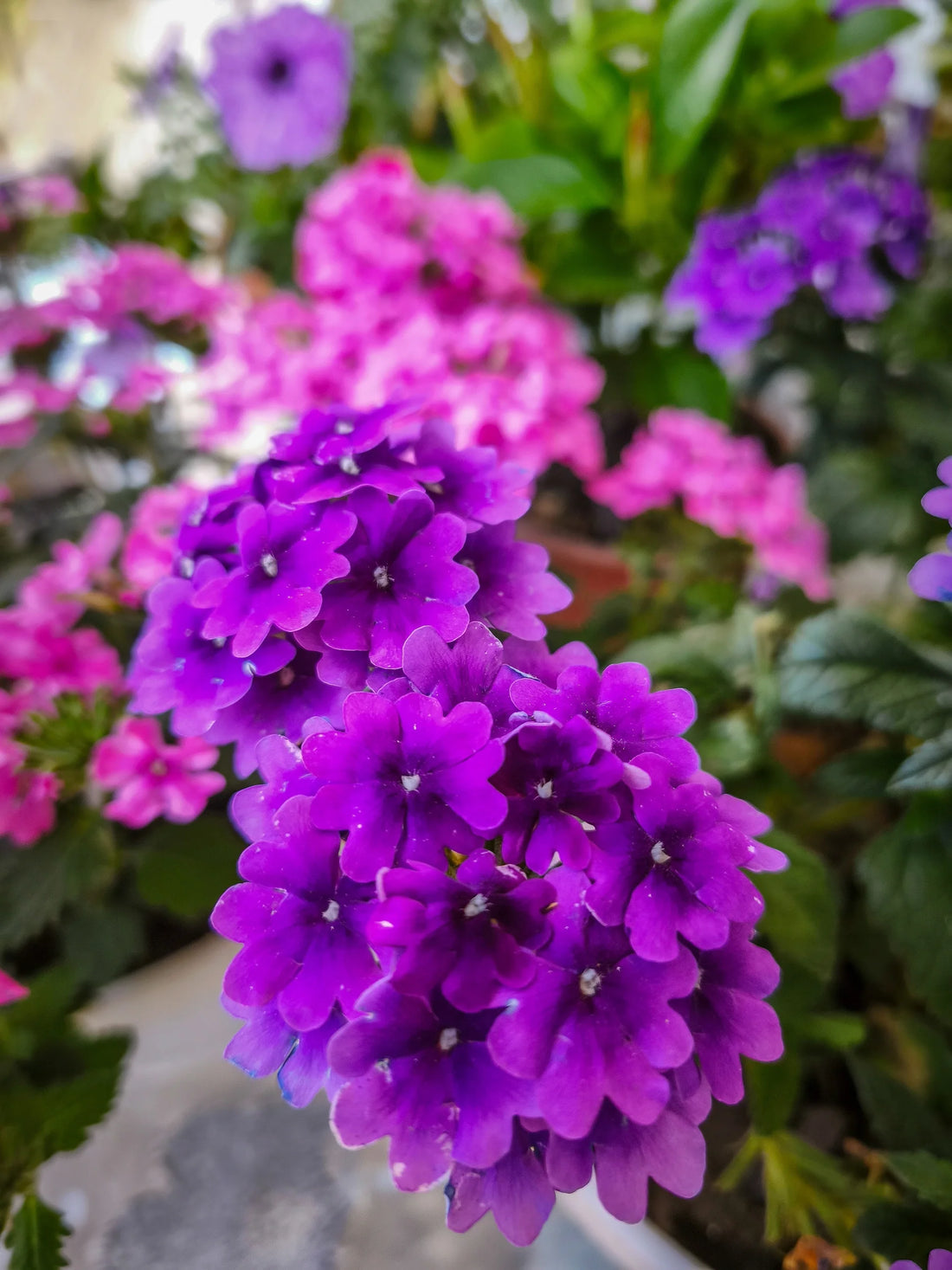 Moss Verbena flower seeds