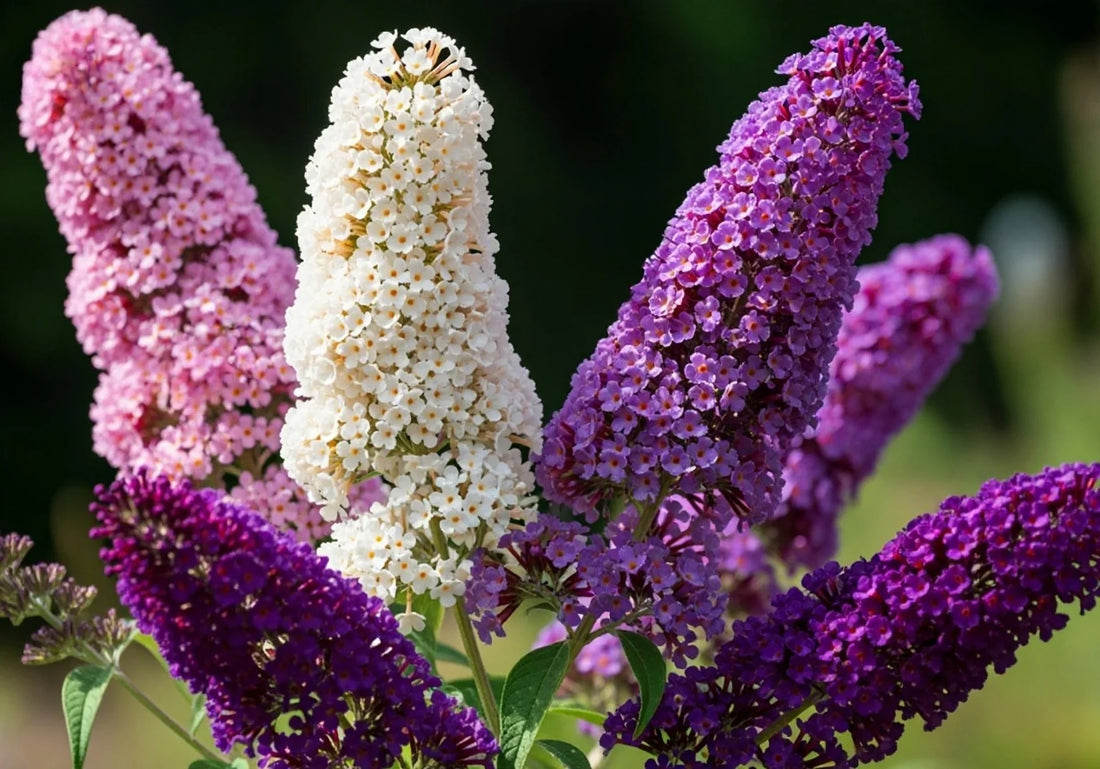 Buddleia flower seeds