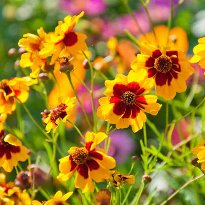 Coreopsis plant