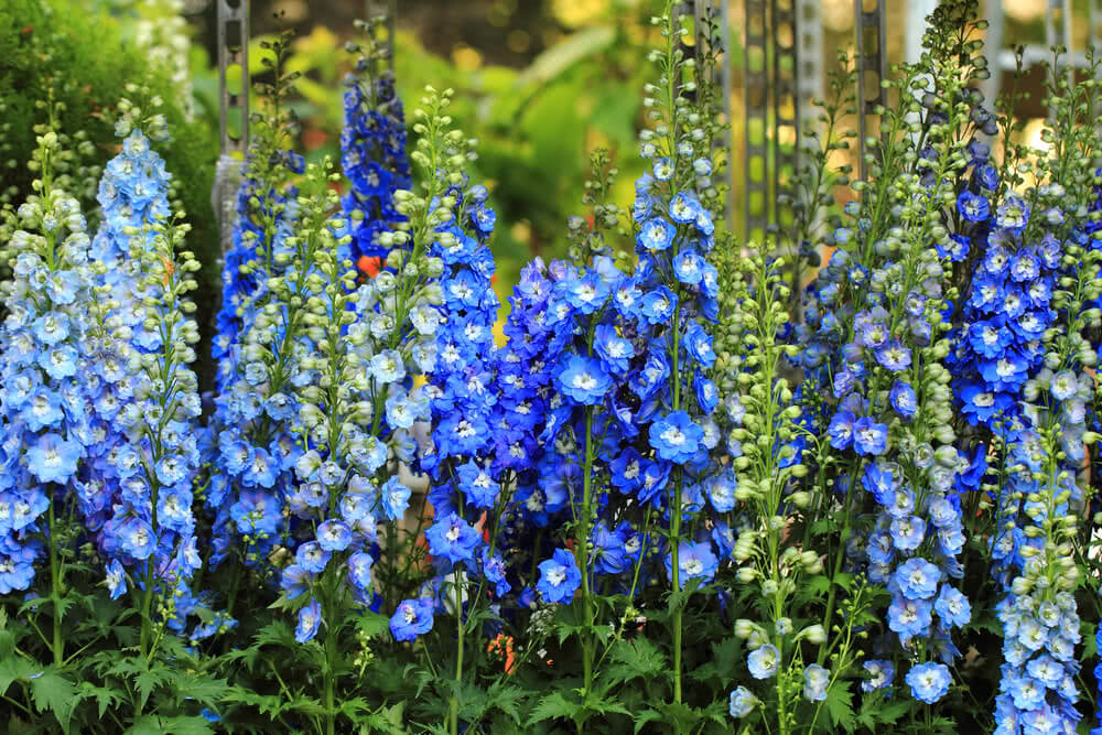 Forking Larkspur flower seeds