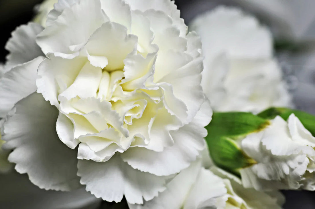 Carnation Dianthus flower seeds