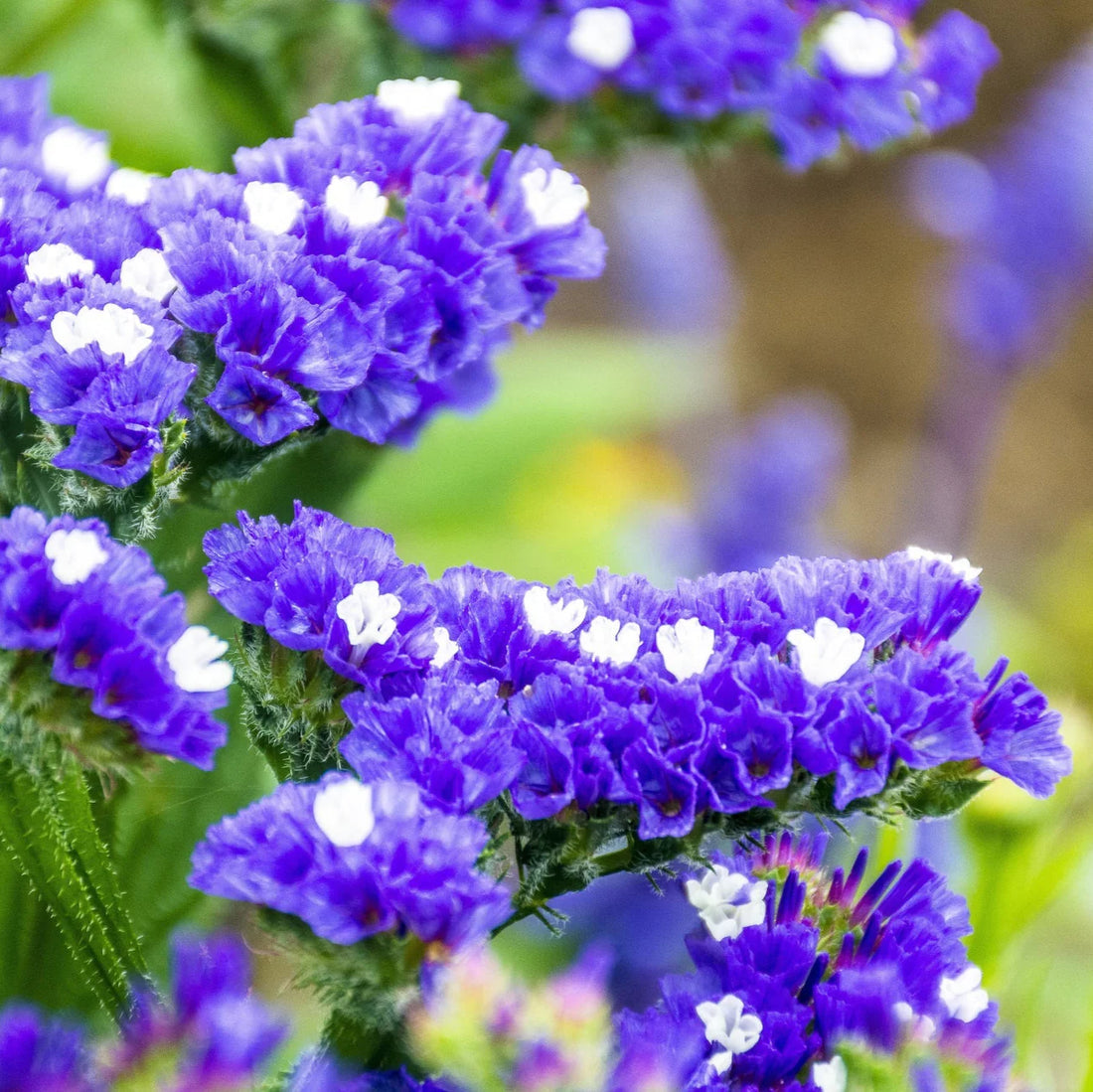 Statice flower seeds