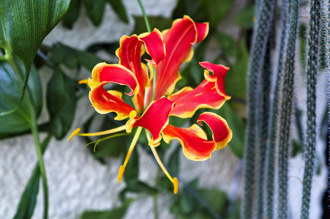 Red Gloriosa flower seeds