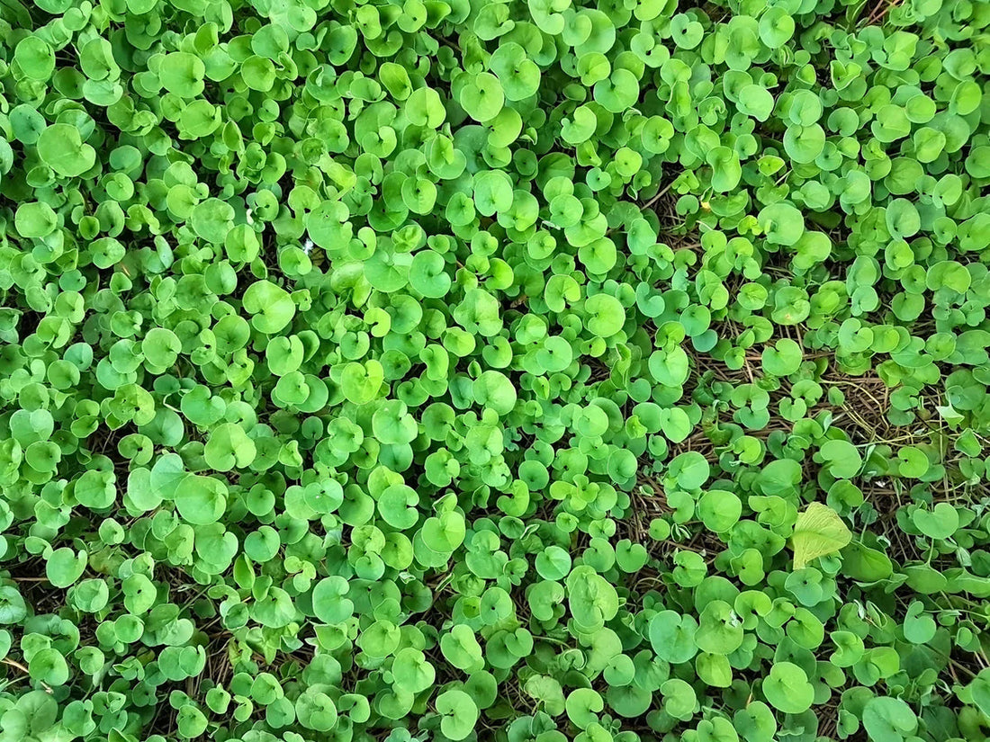 Dichondra Ground flower seeds