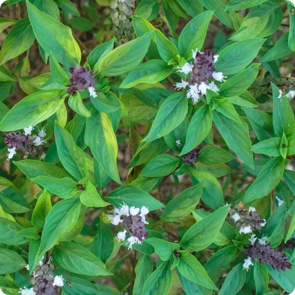 Siam Queen Thai Basil Herb Seeds for Planting – Heirloom Non-GMO Garden Seeds