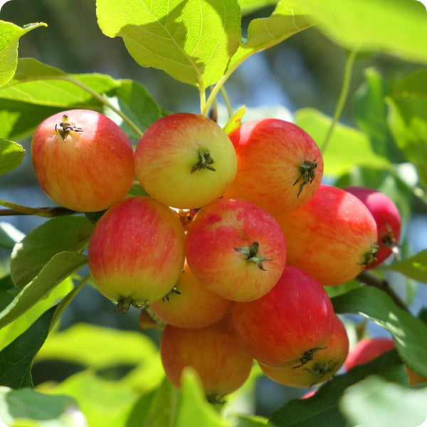 siberian crabapple seeds