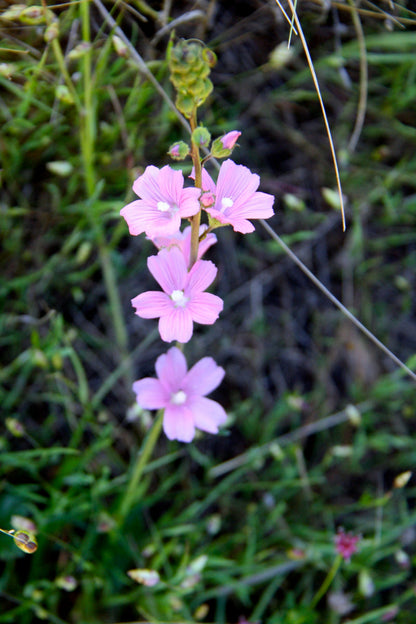 Pink Checkerbloom Flower Seeds for Planting – Heirloom Non-GMO Garden Seeds