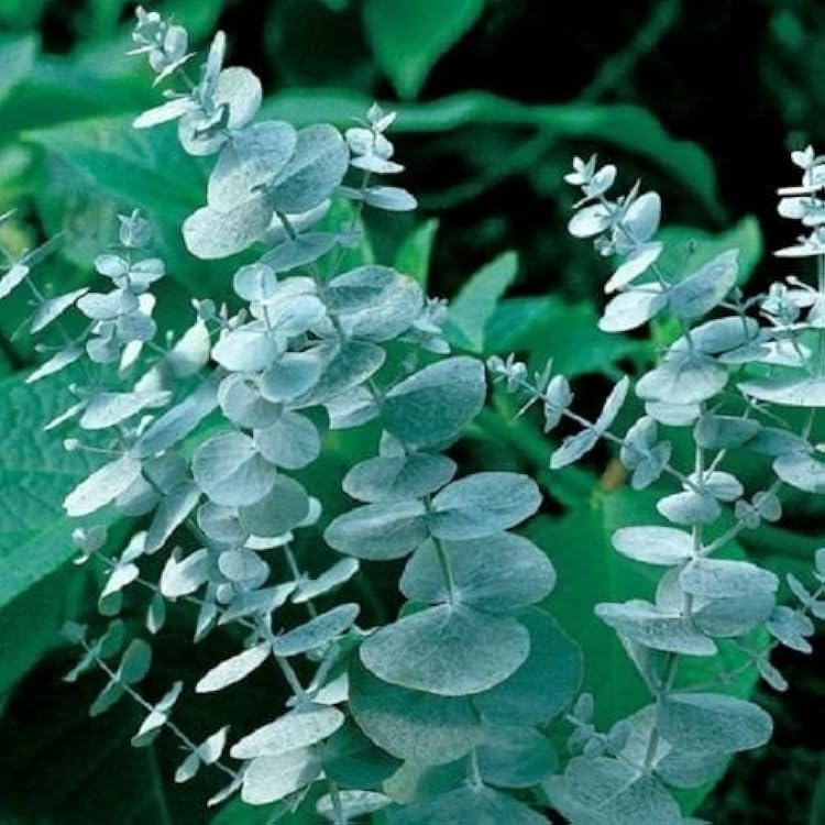 Silver Box flower seeds