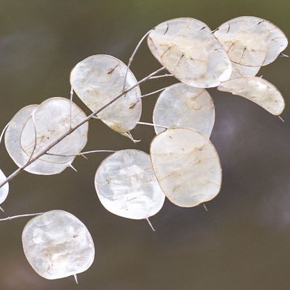 Annual Honesty Lunaria plant