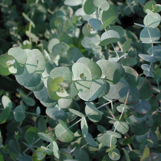 White Perennial flower seeds