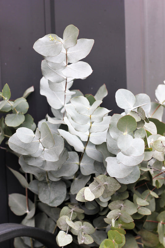 Silver Drop Eucalyptus Tree Seeds for Planting – Heirloom Non-GMO Garden Seeds