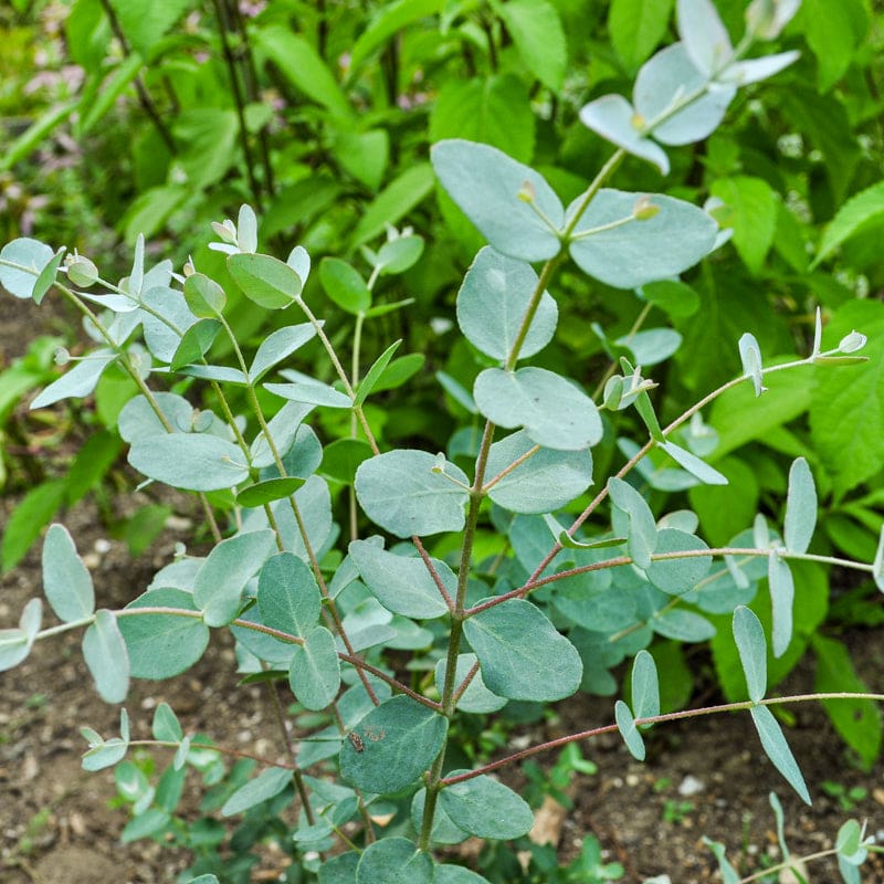 Silver Eucalyptus flower seeds