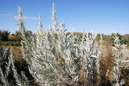 Silver Sagebrush Herb Seeds for Planting – Heirloom Non-GMO Garden Seeds