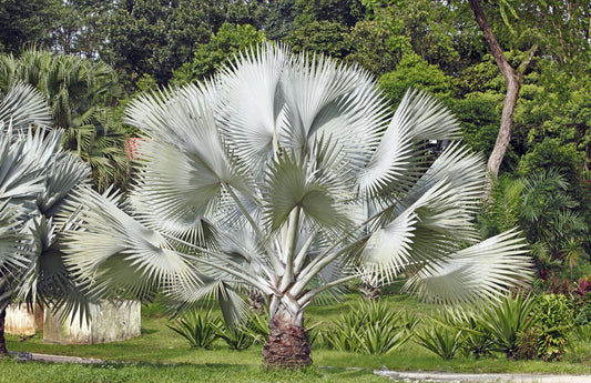 silver saw palmetto seeds