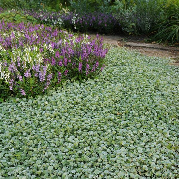 Pink Dichondra flower seeds