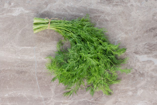 Compacto Dill Herb Seeds for Planting – Compact Aromatic Culinary Garden Herb