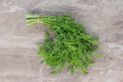 Compacto Dill Herb Seeds for Planting – Compact Aromatic Culinary Garden Herb