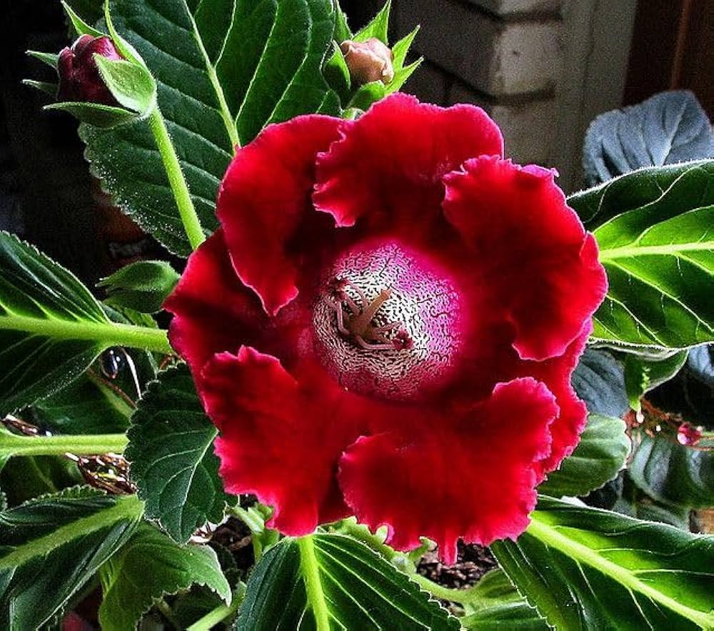 Red Gloxinia flower seeds